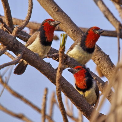 750barbets1aP7106734.jpg