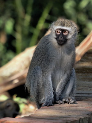 600monkey5aP7096636.jpg