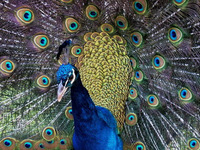 800peacock1P7096657.jpg
