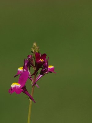 600flowe11P7267455.jpg
