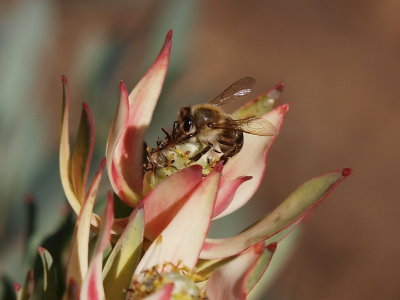 protea and beeP7267441.jpg