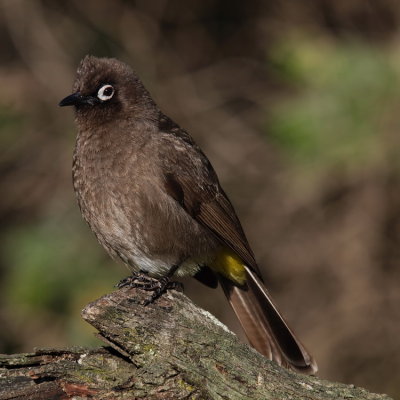 750bulbul51P7310128.jpg