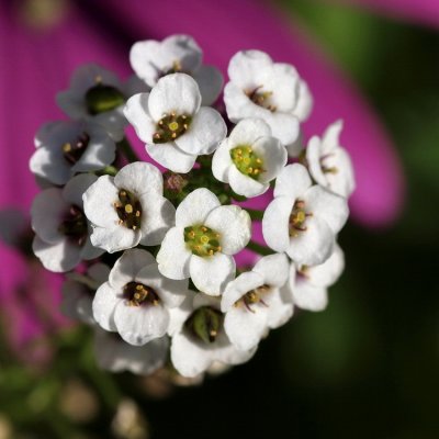750flower4aP8017987.jpg
