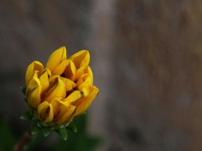 800flower22cP8018057.jpg