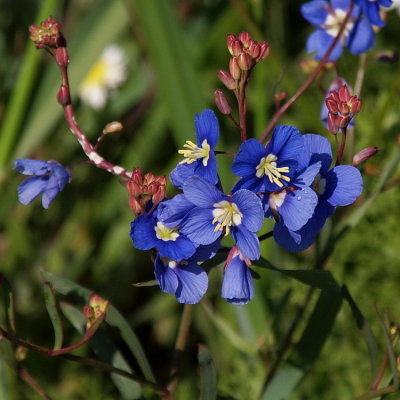750flower1P8097724.jpg