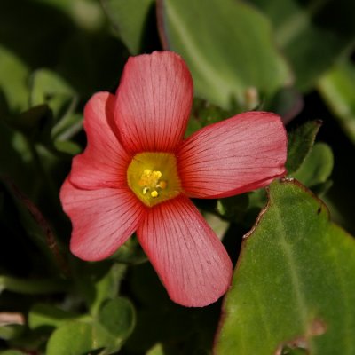 750flower9P8097749.jpg