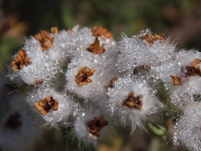 800flower13P8097754.jpg
