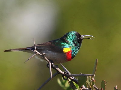 800sunbird1bP8097809.jpg