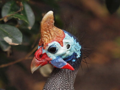 800Gfowl1a.jpg
