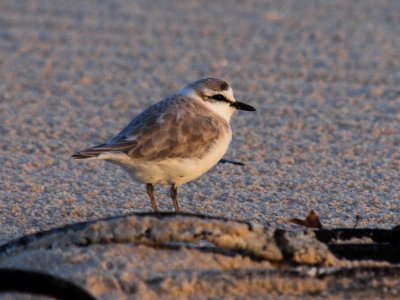 800plover30bP8028268.jpg