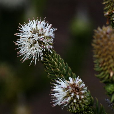 750flower1P9038247.jpg