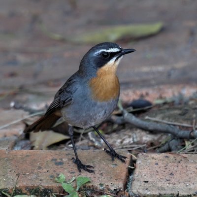 750cape robin1aPA049970.jpg