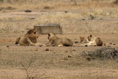 1024lion610P9181483R.jpg