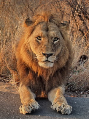 600lion104P9139163R.jpg