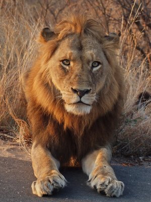 600lion539aP9139163R.jpg