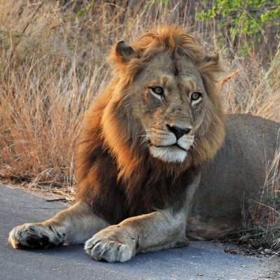 800lion505aP9139130R.jpg