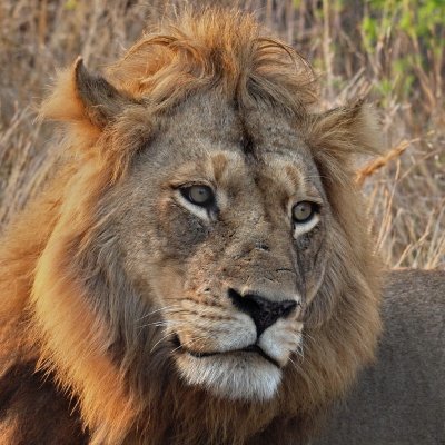 800lion532aP9139135R.jpg