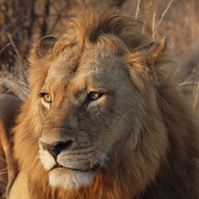 800lion542P9139187R.jpg