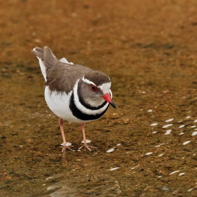 800tbp54cP4243366.jpg