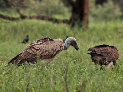 800vulture 14aP4211786.jpg