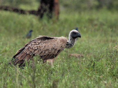 800vulture 15bP4211788.jpg