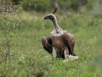 800vulture12P4211781.jpg