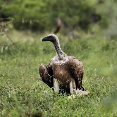 800vulture12aP4211781.jpg