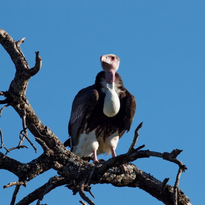 800vulture15aP4222553.jpg
