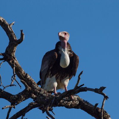 800vulture15bP4222553.jpg