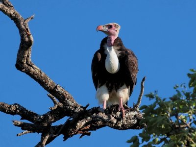 800vulture17hP4222555.jpg