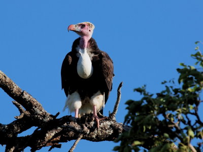 900vulture18aP4222560.jpg