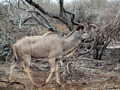 1024kudu1P9181433R.jpg