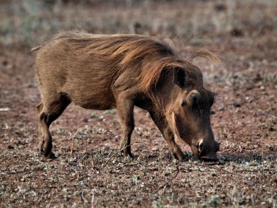 900piggy4P9181510R.jpg