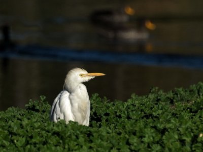 900ce1P6255664.jpg