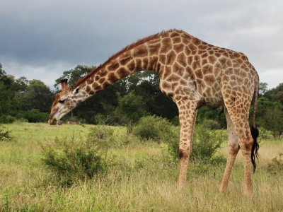 1024girafe12aP4211812.jpg