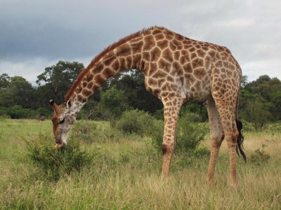 1024girafe14P4211815.jpg