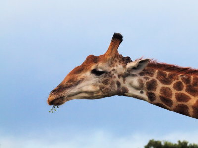 1024giraffe15P4211817.jpg