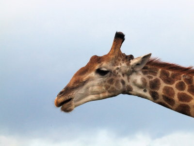 1024girrafe38P4211819.jpg