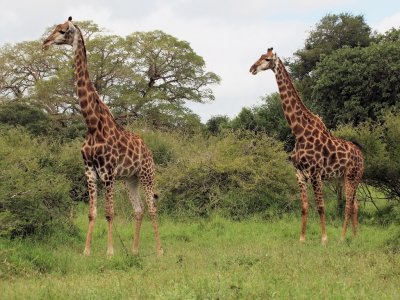 1024girraffe23P4212110.jpg