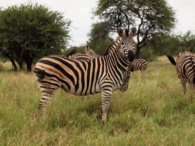 1024zebra1P4201551.jpg