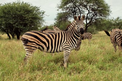 1024zebra1aP4201551.jpg