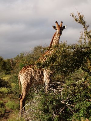 700girrafe16P4211867.jpg