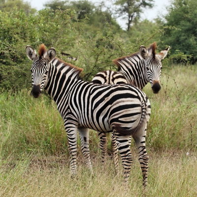 800zebra11P4211836.jpg