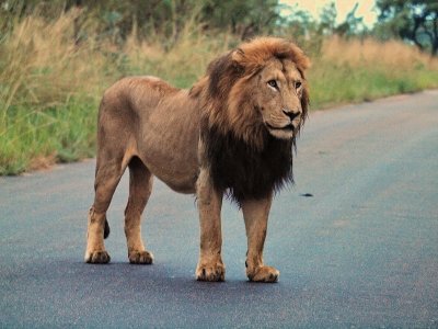 800lion2eP4263926.jpg