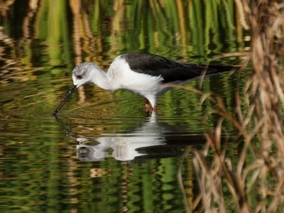 900STILT15aP6285960.jpg