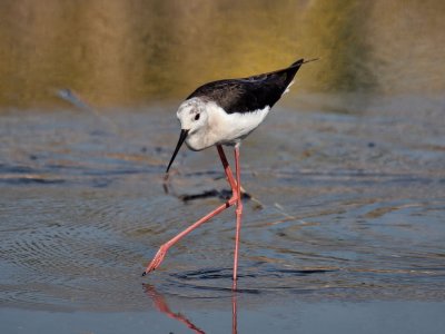 900stilt50aP8048233.jpg