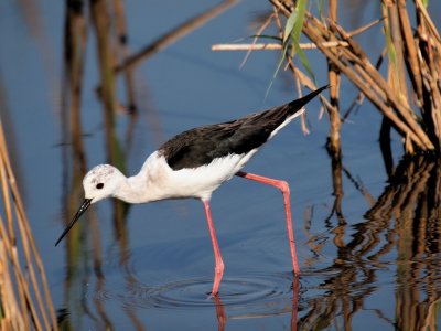 1024stilt44bP8048299.jpg