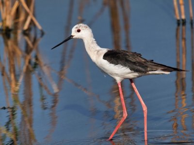 1024stilt45dP8048300.jpg