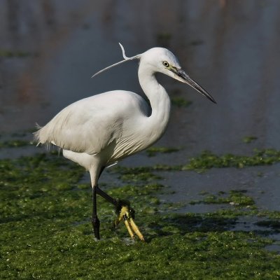 800egret8aP8048175.jpg