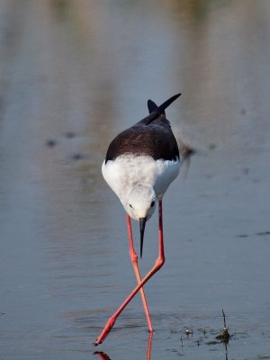 800stilt30P8048261.jpg